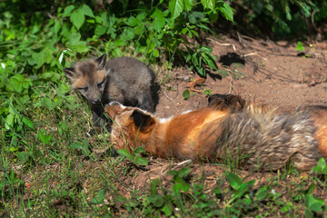 Red Fox (Vulpes vulpes) Kit Interacts With Adult Outside Den Summer