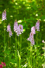 Wild Orchid, Dactylorhiza maculata in garden