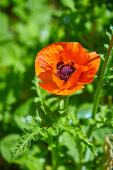 Closeup of a vibrant red Poppy flower