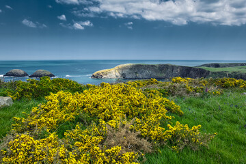 Pembrokeshire Coast Path with cliffs and ocean in background.