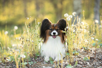 beautiful papillon dog in the grass and faded coltsfoot flowers in summer. Cute Continental toy...