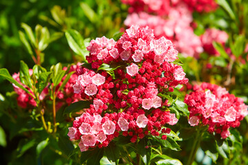 Mountain Laurel 'Sara' (Kalmia latifolia). Buds like cake decorations and open flowers on a Kalmia Latifolia.