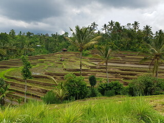 rizière ou culture de champs de riz, patrimoine UNESCO, coin incourtounable à visiter en Asie, agriculture à l'ancienne, vaste champs de culture, plein de verdure et bassin de culture