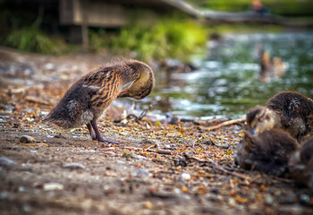 The duckling is putting its feathers in order.