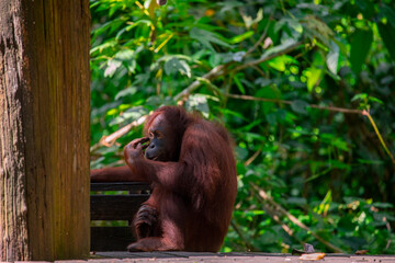 Sanctuary, animals, orangutans, foraging