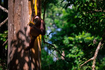 Sanctuary, animals, orangutans, foraging