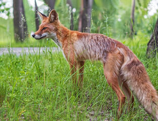 The young fox is standing near the road in the urban park.