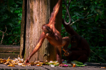 Sanctuary, animals, orangutans, foraging