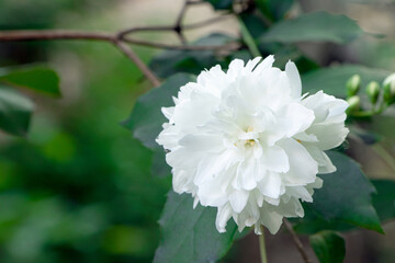 Blossoming Philadelphus . Blooming chubushnik. Gadening Bush of Philadelphus