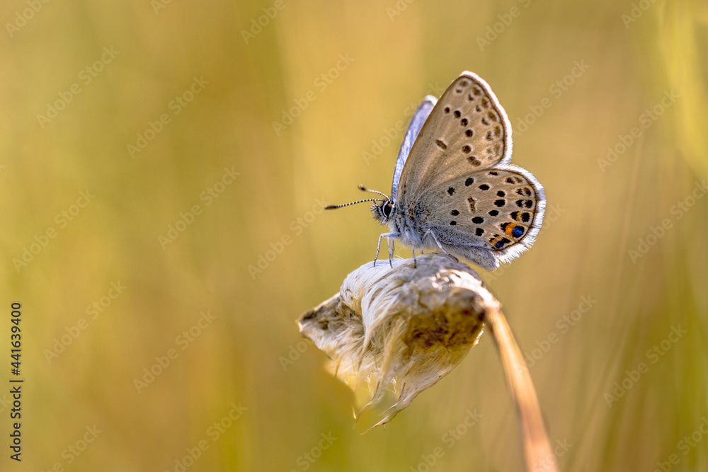 Canvas Prints cranberry blue on common cottongrass with bright background