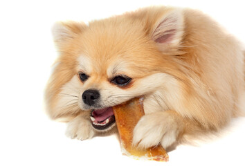 Pomeranian Spitz. A dog with a bone. Dog food. A pet