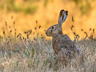 Lepus. Wild European brown hare on orange background
