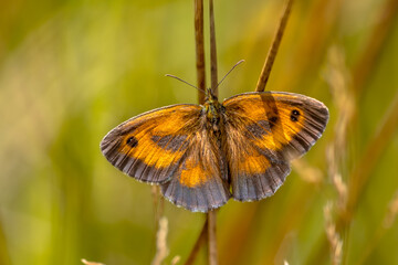 Fototapeta na wymiar Orange Butterfly Gatekeeper resting on grass