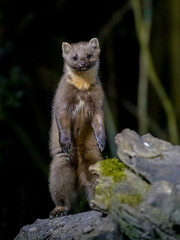 Pine marten on trunk in forest at night