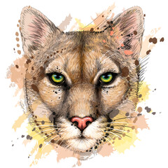 Cougar. Color portrait of a mountain lion on a white background in watercolor style. Digital vector graphics. The background is a separate layer. - 441639626