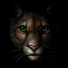 Cougar. Color portrait of a mountain lion on a black background. Digital vector graphics. - 441639645