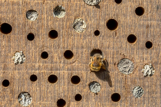 Wild bee building nest in insect hotel