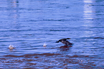 Naklejka premium The black cormorant flies over the surface of the river, leaving splashes of spray on its wings.