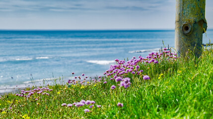 Aberystwyth wild flowers and ocean 

