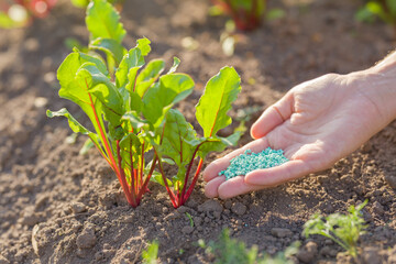 Young adult woman palm holding complex fertiliser granules for beets. Closeup. Root feeding of...