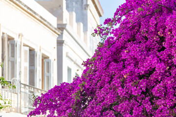 Bougainvillea with purple flowers at Ermoupolis Syros island, Cyclades, Greece.