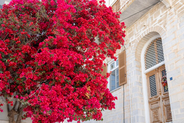 Bougainvillea red flowers at Ermoupolis Syros island, Cyclades, Greece.