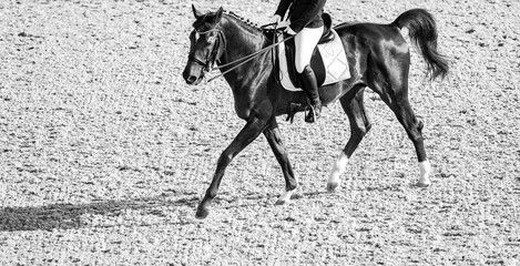 Dressage horses and rider in uniform. Horizontal banner for website header design. Black and white....