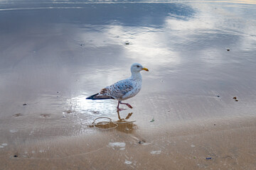 Seagull walking along wet sand at low tide with reflections of clouds and the bird
