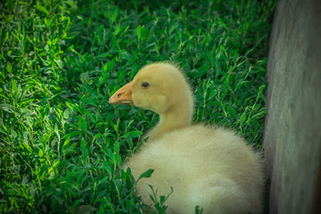 a small yellow goose on the green juicy grass