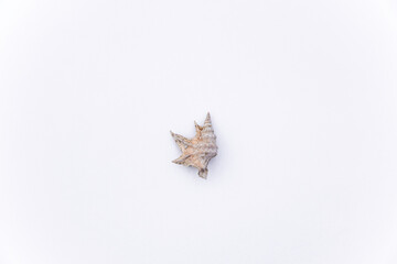 Composition of exotic sea shells and on a white background, top view. sea shells isolated on a white background. Flat lay, Seashells on a white background, A place for copying and writing.