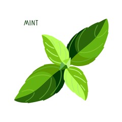 Mint. Upper leaves of mint. Fresh leaves organic vegetable isolated on white background. Overhead view. Flat design for menu, cafe, restaurant, poster, banner, emblem. Ingredient for cooking