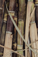 Fresh stalks of sugar cane