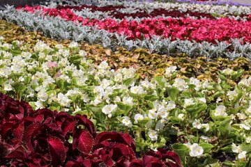 flower bed decorating the street