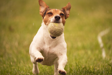 Jack Russell Terrier in fetch