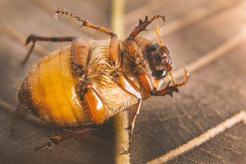 Mayate cafe. Escarabajo. Beetle. Insecto cafe. Cotinis mutabilis