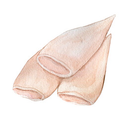 Peeled squid hand drawn watercolor clip art isolated on white background