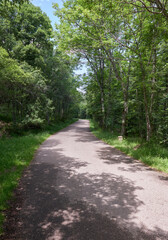 Fototapeta na wymiar A road in a green poplar forest in springtime
