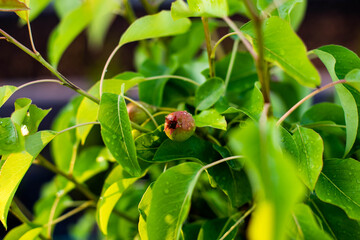 pear tree branches with many small green-yellow pears, rust spots on leaves, focus and sharpness on individual areas