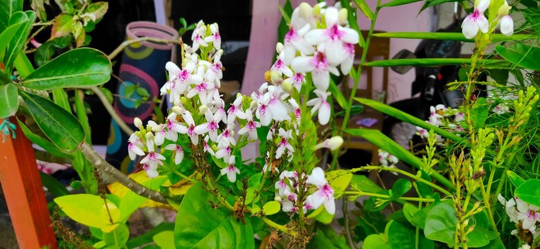 scenery of plants that have beautiful leaves and flowers