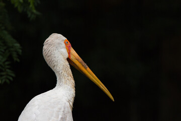 Stork