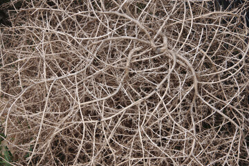 Full frame close-up view of dried tumbleweed