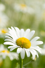 Naklejka premium Close-up shot of a single daisy flower with white petals and yellow pollen sacs in front of a blurry background that shows a field full of other daisies and green grass