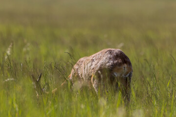 European Roe Deer Capreolus capreolus walks in a green meadow in a nature reserve, sunny meadow...