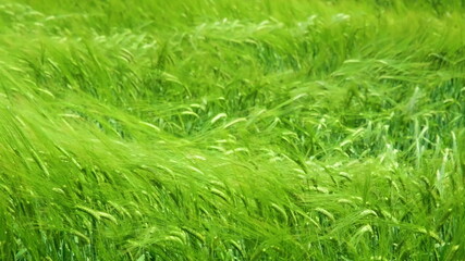 Green agricultural wheat field close up. Top-down view over green wheat field. Spikelets of ripe wheat sway in the wind