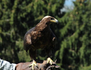 Steppenadler