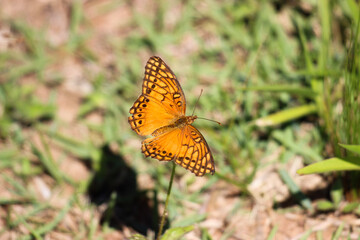 butterfly on flower