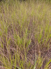 rice field