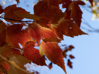 red maple leaves