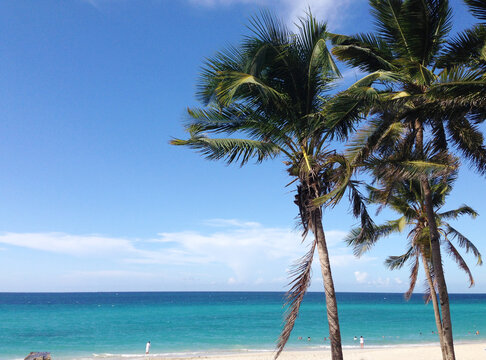 Cuba Varadero Beach Photo with Palm Trees