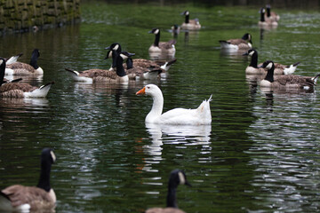 Stand out in the crowd Goose
